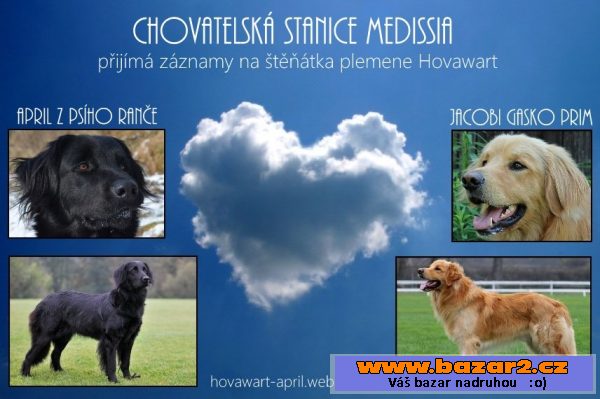 Hovawart - štěňátka
