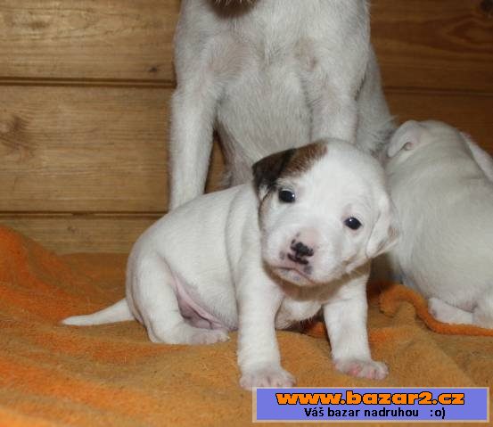 Parson russel terrier