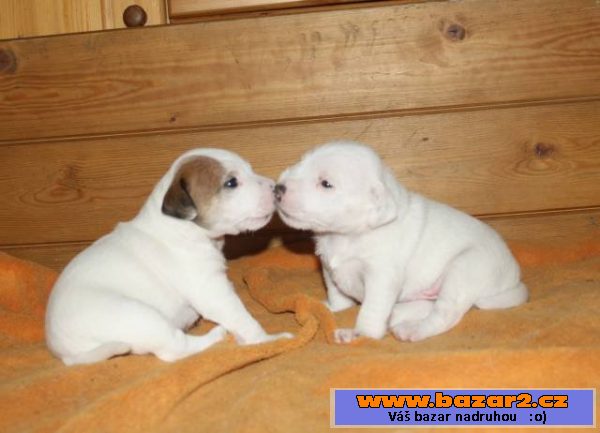Parson russel terrier