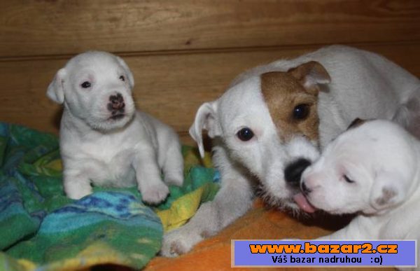 Parson russel terrier