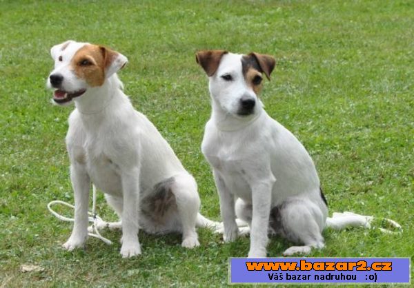 Parson russel terrier