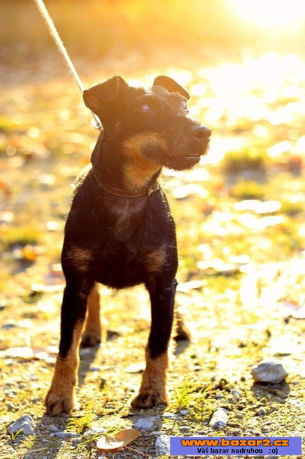 Německý lovecký teriér (Jagdterrier)