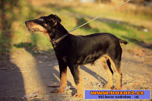 Německý lovecký teriér (Jagdterrier)