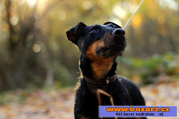 Německý lovecký teriér (Jagdterrier)