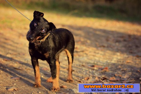 Německý lovecký teriér (Jagdterrier)