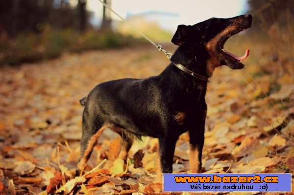 Německý lovecký teriér (Jagdterrier)