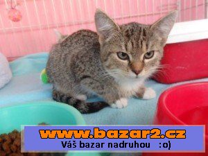 náhled