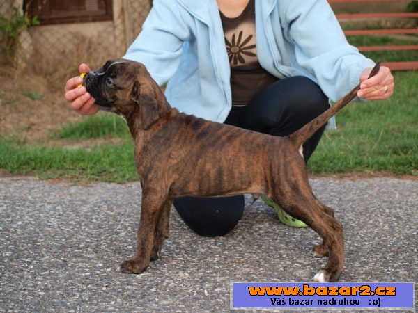 Německý boxer