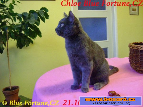 Kartouzská kočička Chloe  se hlásí!