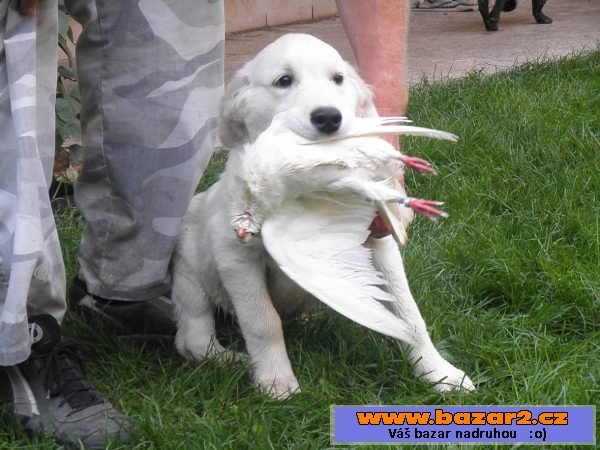 Golden retriever- Zlatý retrívr  PP