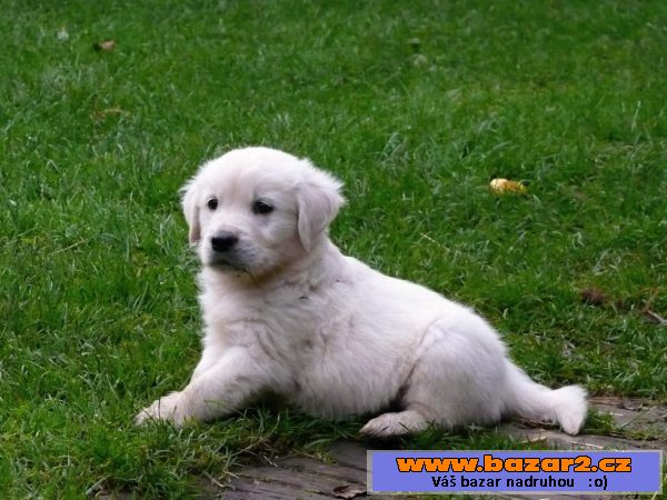 Golden retriever- Zlatý retrívr  PP