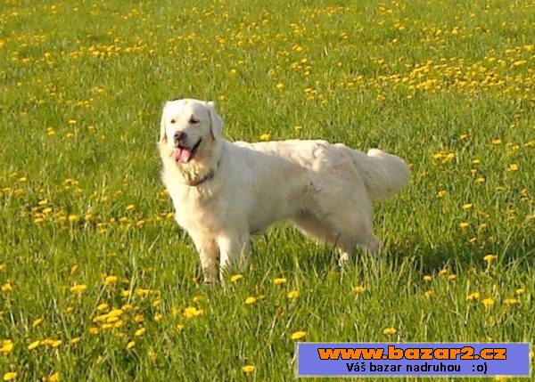 Golden retriever- Zlatý retrívr  PP