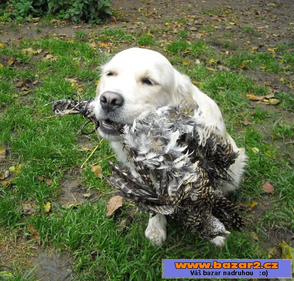 Golden retriever- Zlatý retrívr  PP