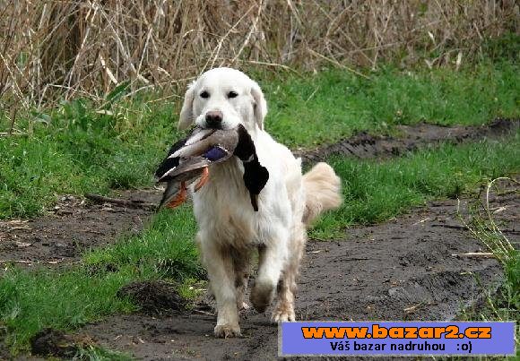 Golden retriever- Zlatý retrívr  PP