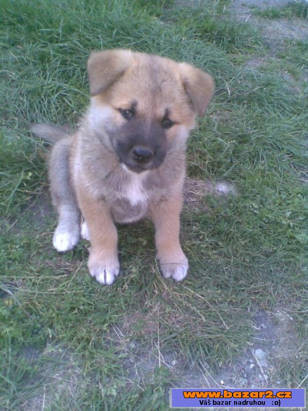 Akita-inu