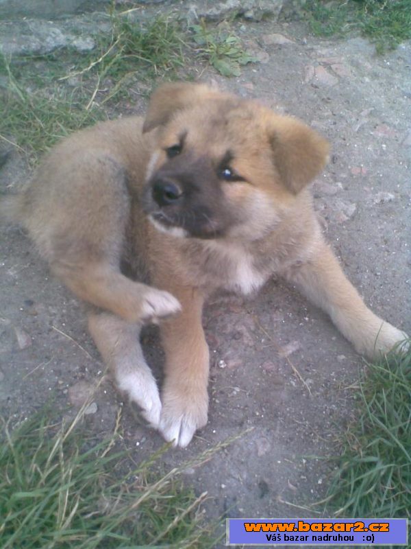 Akita-inu