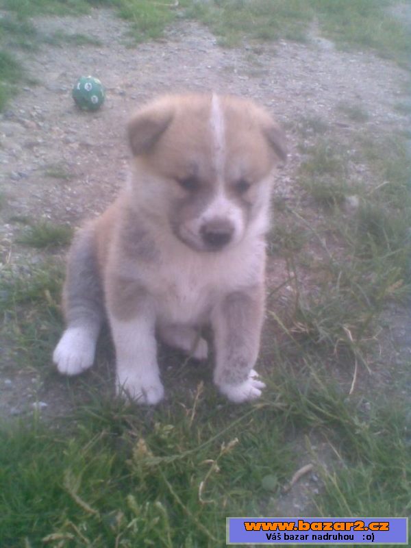 Akita-inu