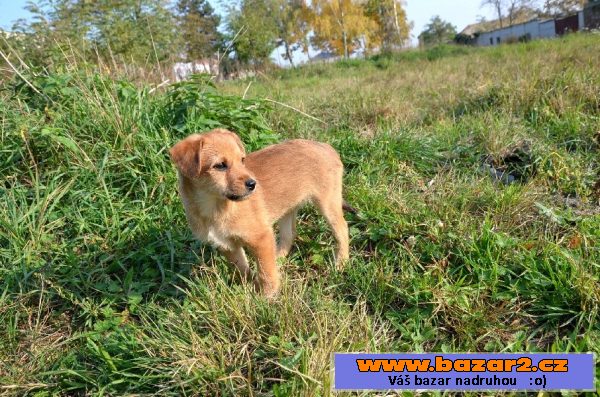 Sučka Ginger