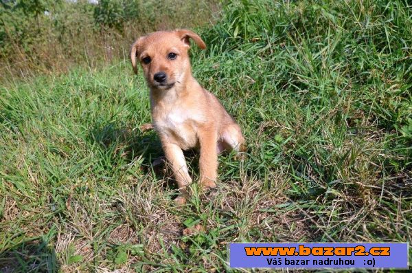Sučka Ginger