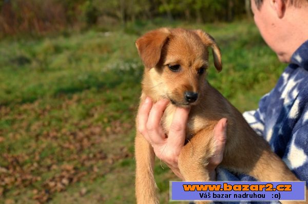 Sučka Ginger