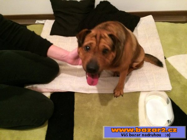Kuli – postrelený Shar-Pei