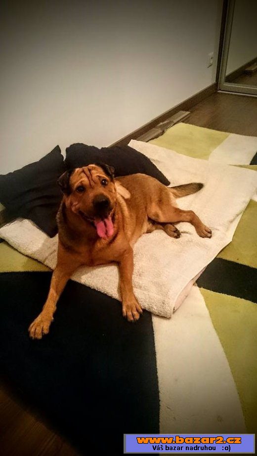 Kuli – postrelený Shar-Pei
