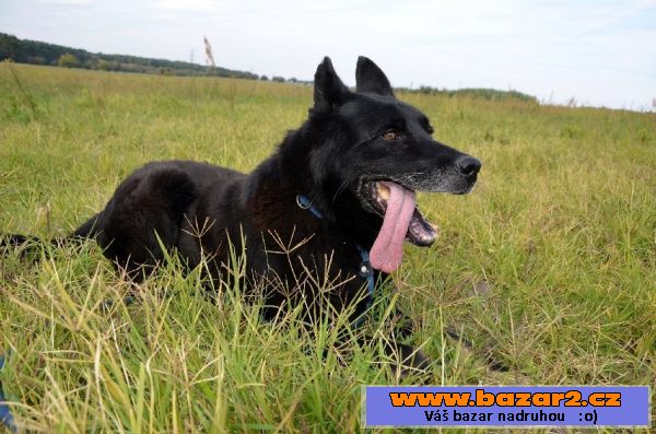 Jimmy – 10 ročný priateľský deduško