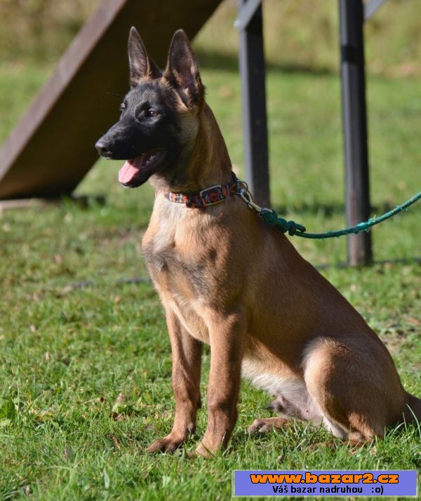 Bel.ovčák - malinois