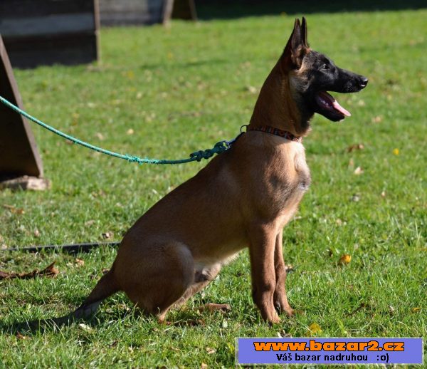 Bel.ovčák - malinois