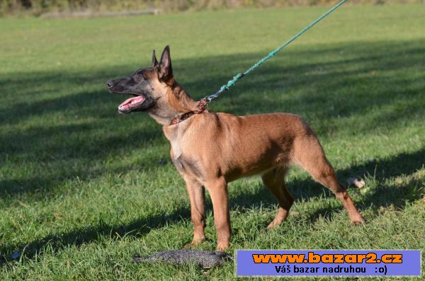 Bel.ovčák - malinois
