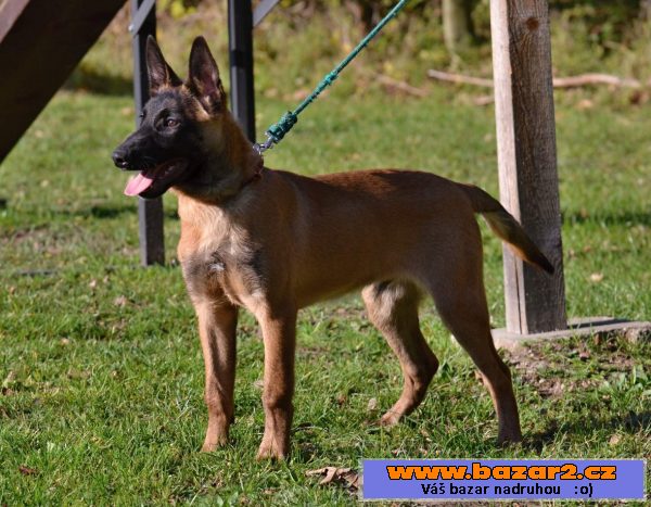Bel.ovčák - malinois