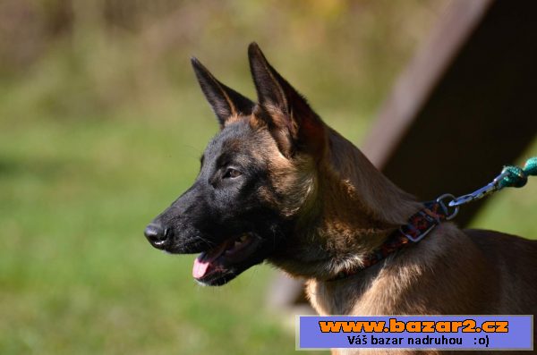 Bel.ovčák - malinois