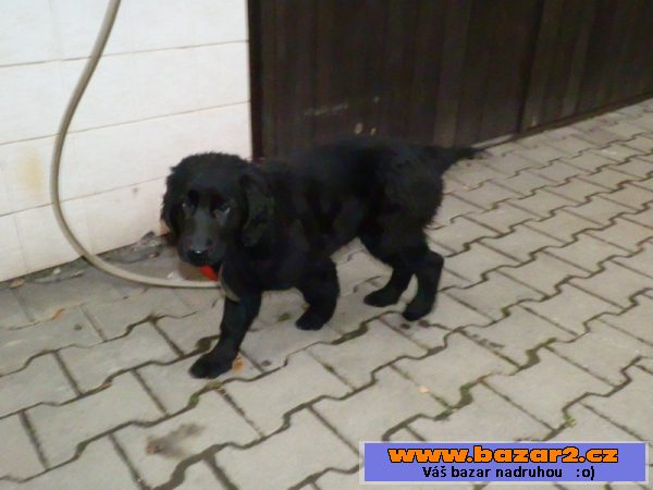 Prodám štěně Flat coated retriever.