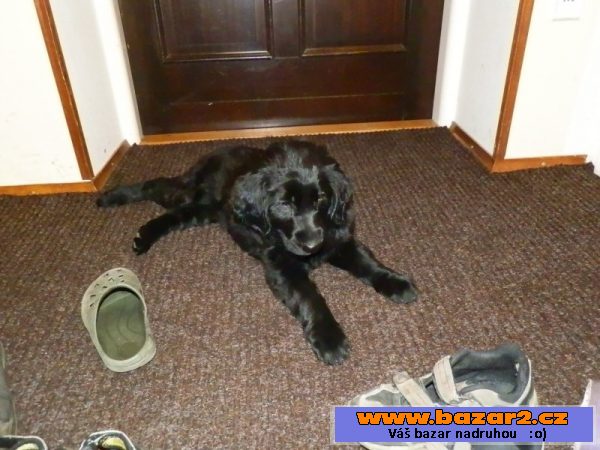 Prodám štěně Flat coated retriever.