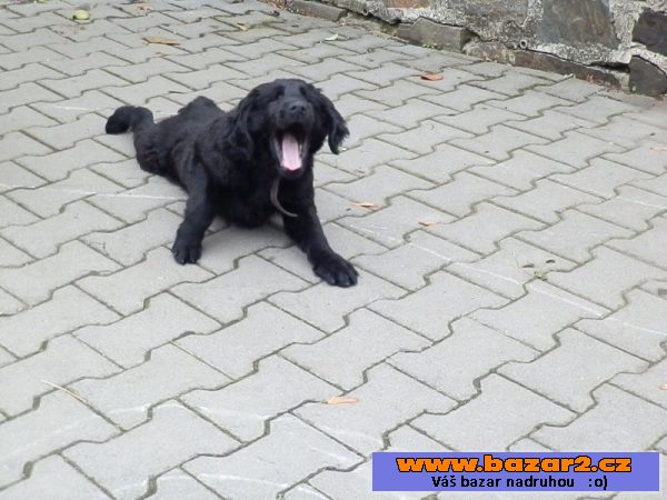 Prodám štěně Flat coated retriever.