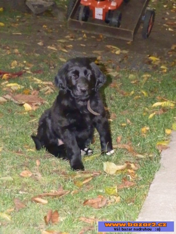 Prodám štěně Flat coated retriever.