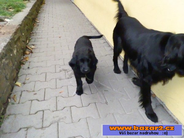 Prodám štěně Flat coated retriever.