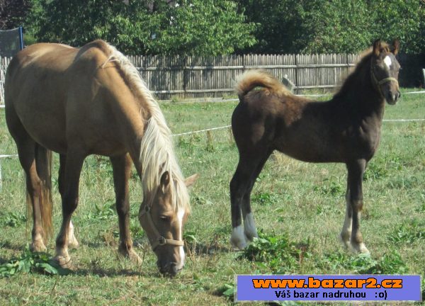 Welsh cob, velšský kob