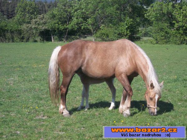 Welsh cob, velšský kob