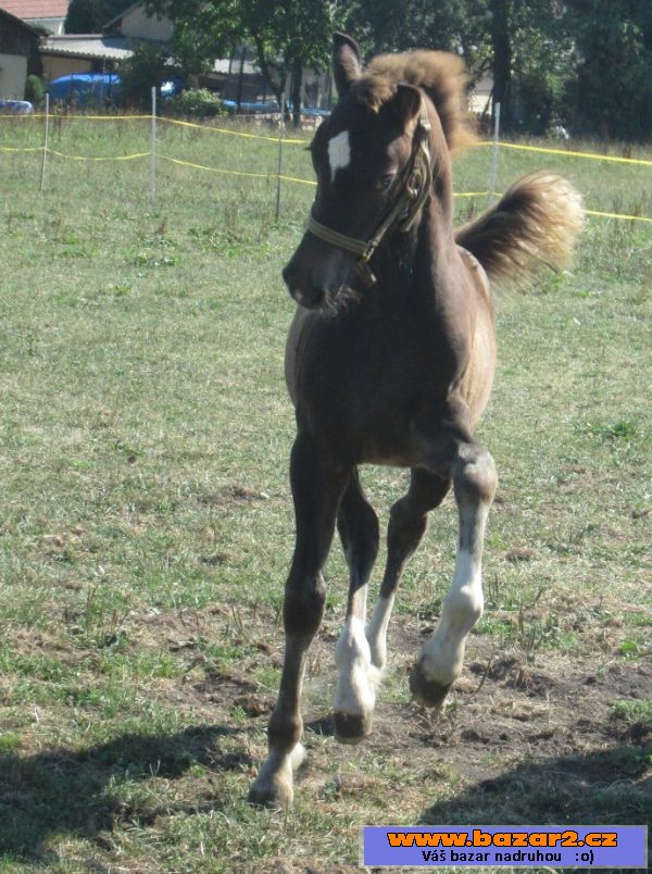 Welsh cob, velšský kob