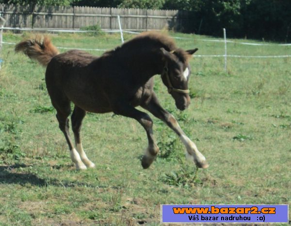 Welsh cob, velšský kob