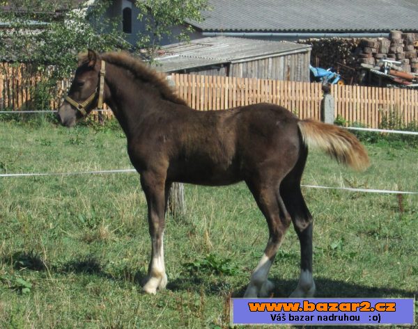 Welsh cob, velšský kob
