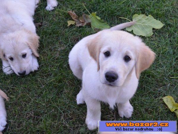 Zlatý retriever - pejsci s PP!