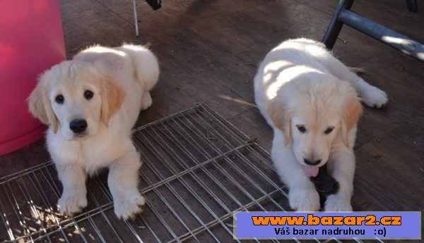 Zlatý retriever - pejsci s PP!