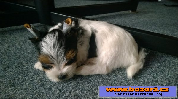 Biewer yorkshire - pejsi s PP