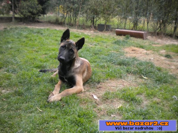 MALINOIS