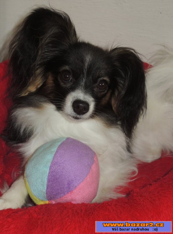 Papillon - fenka