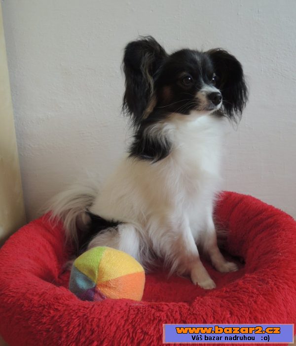 Papillon - fenka
