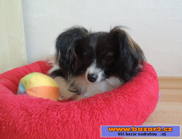 Papillon - fenka