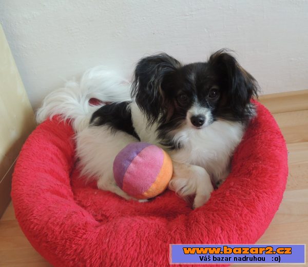 Papillon - fenka